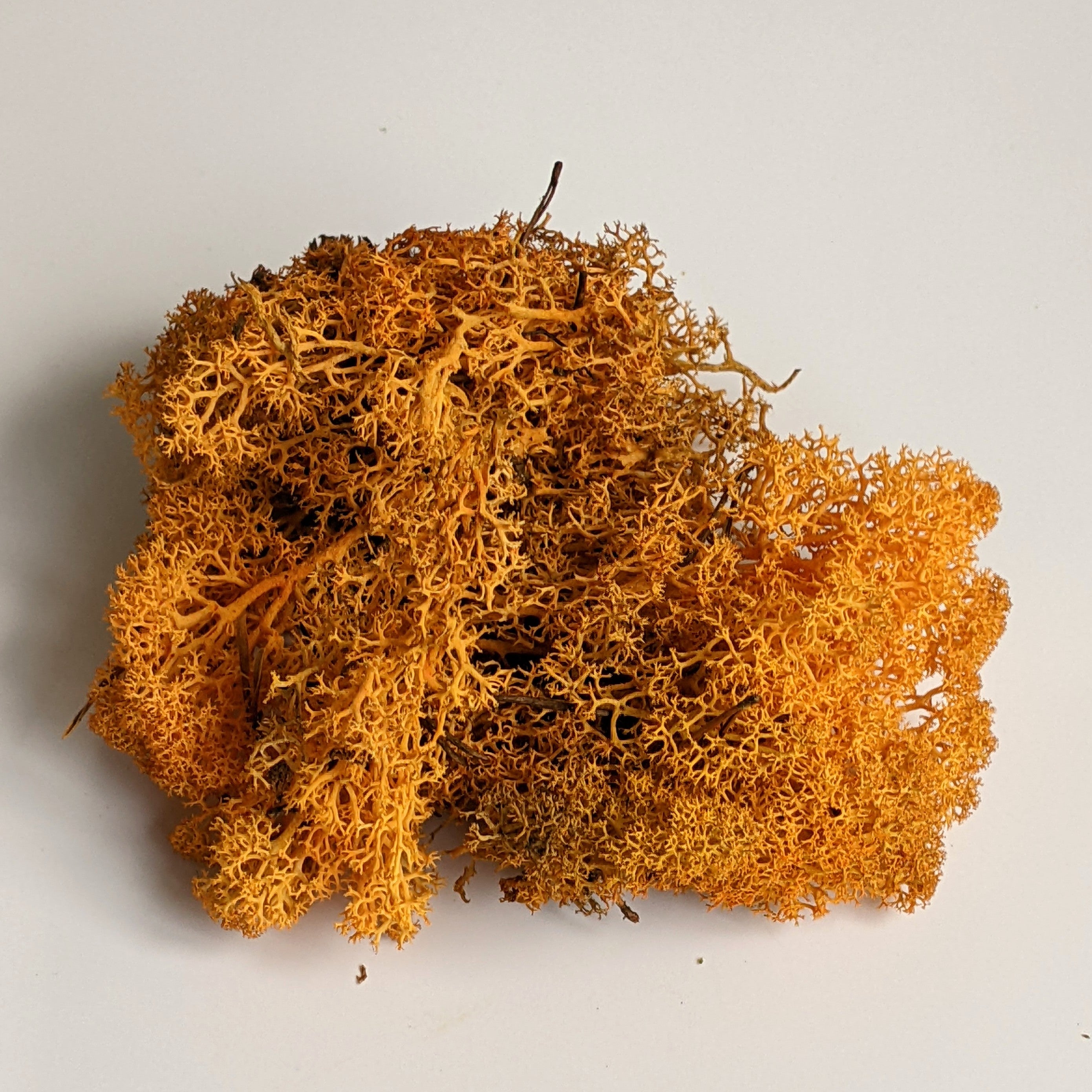 Natural Reindeer Floristry Moss For Candle Displays and Floral Decor