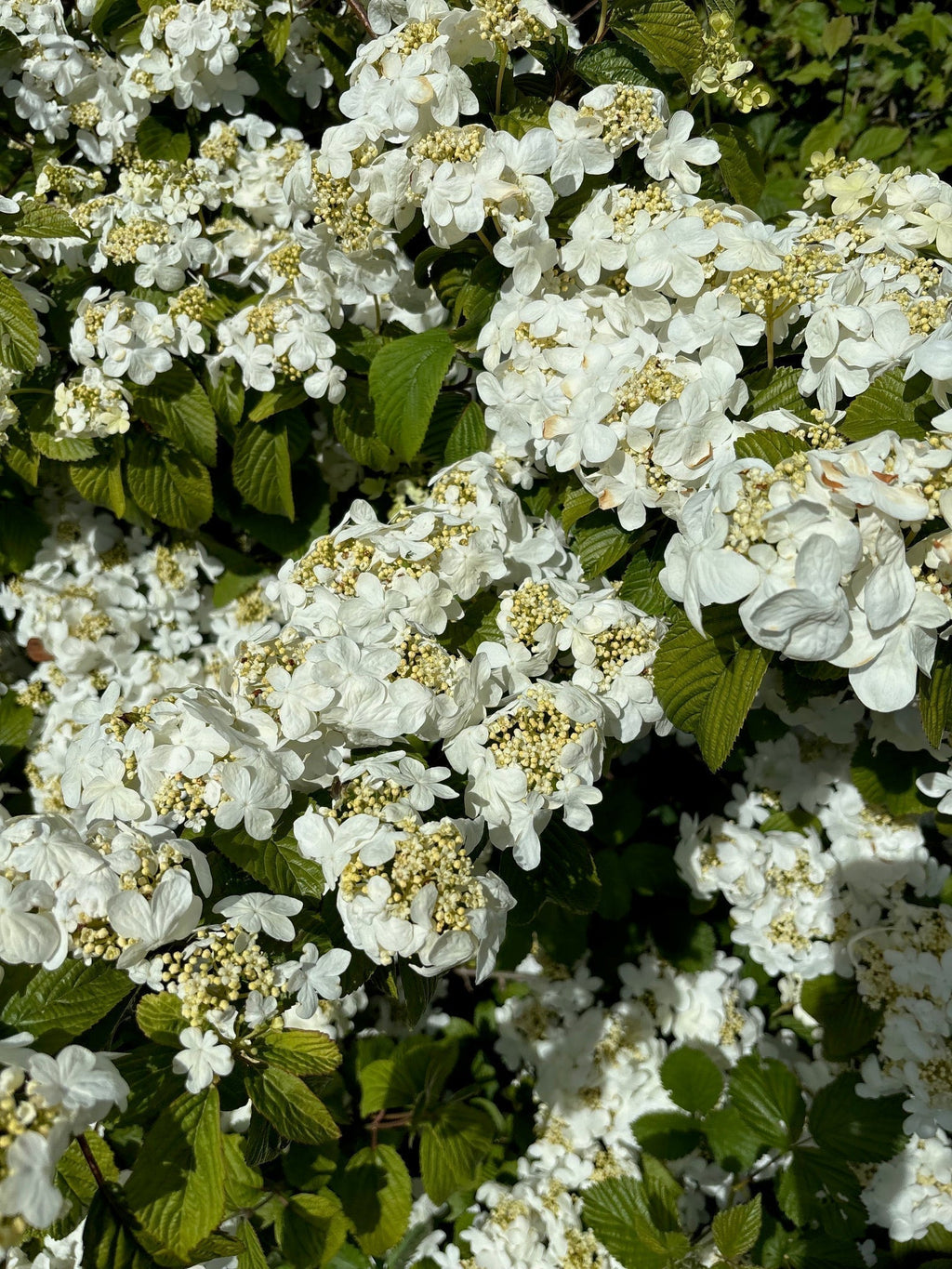 May in the Garden: A Season of Slow Living & Simple Beauty
