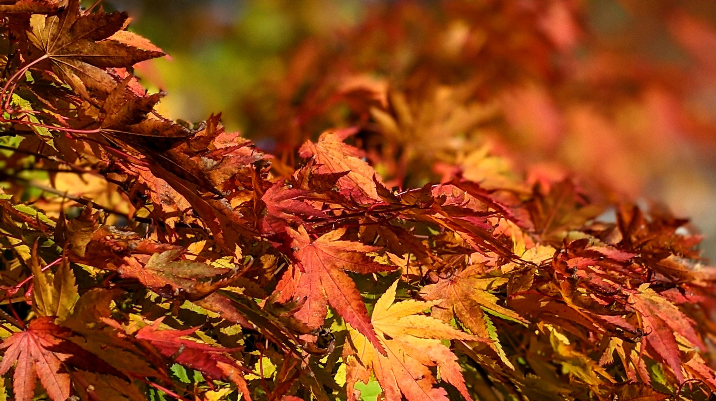 Natural Autumn leaves and colours