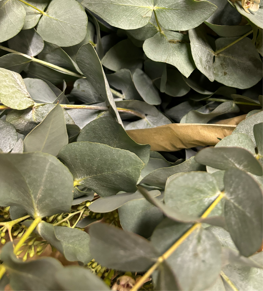 Fresh Eucalyptus Mix | Cinerea & Populus Berries Stems - Thedanes.co.uk - Creative & Sustainable Living The Scandinavian Way