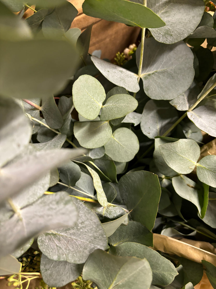 Fresh Eucalyptus Mix | Cinerea & Populus Berries Stems - Thedanes.co.uk - Creative & Sustainable Living The Scandinavian Way