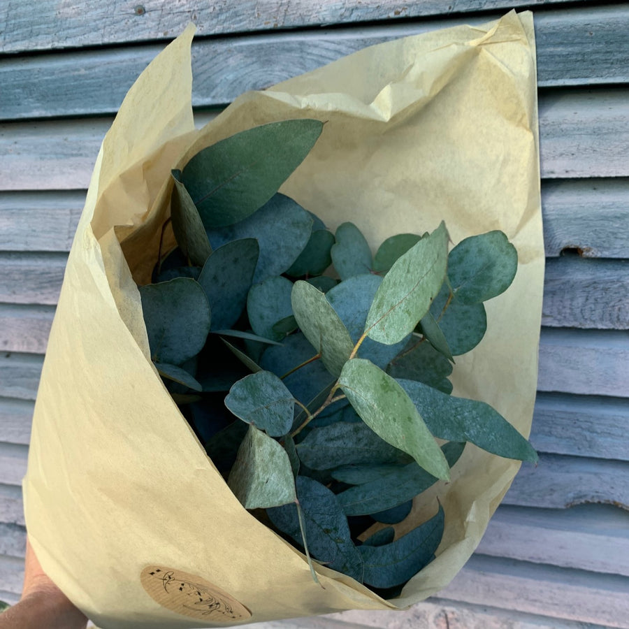 Fresh Eucalyptus Mix | Cinerea & Populus Berries Stems - Thedanes.co.uk - Creative & Sustainable Living The Scandinavian Way