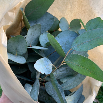Fresh Eucalyptus Stems, Cinerea