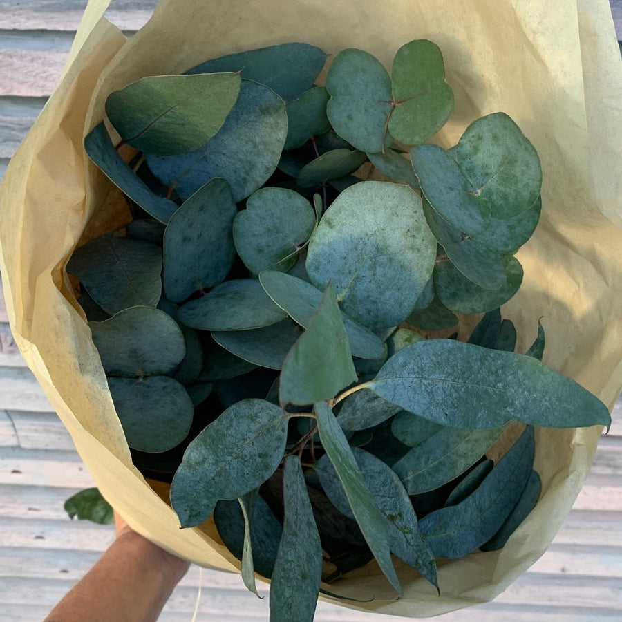 Fresh Eucalyptus Mix | Cinerea & Populus Berries Stems - Thedanes.co.uk - Creative & Sustainable Living The Scandinavian Way