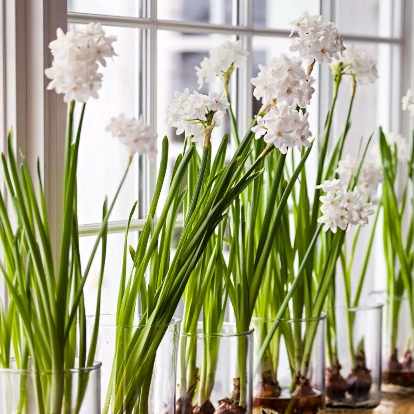 Paperwhites Bulb Planter Display Pack | Gift Set - Thedanes.co.uk - Creative & Sustainable Living The Scandinavian Way