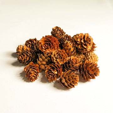 Larch Pine Cones - Pack of 25