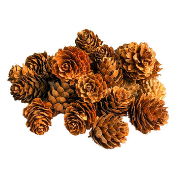 Larch Pine Cones - Pack of 25 - Thedanes.co.uk - Creative & Sustainable Living The Scandinavian Way