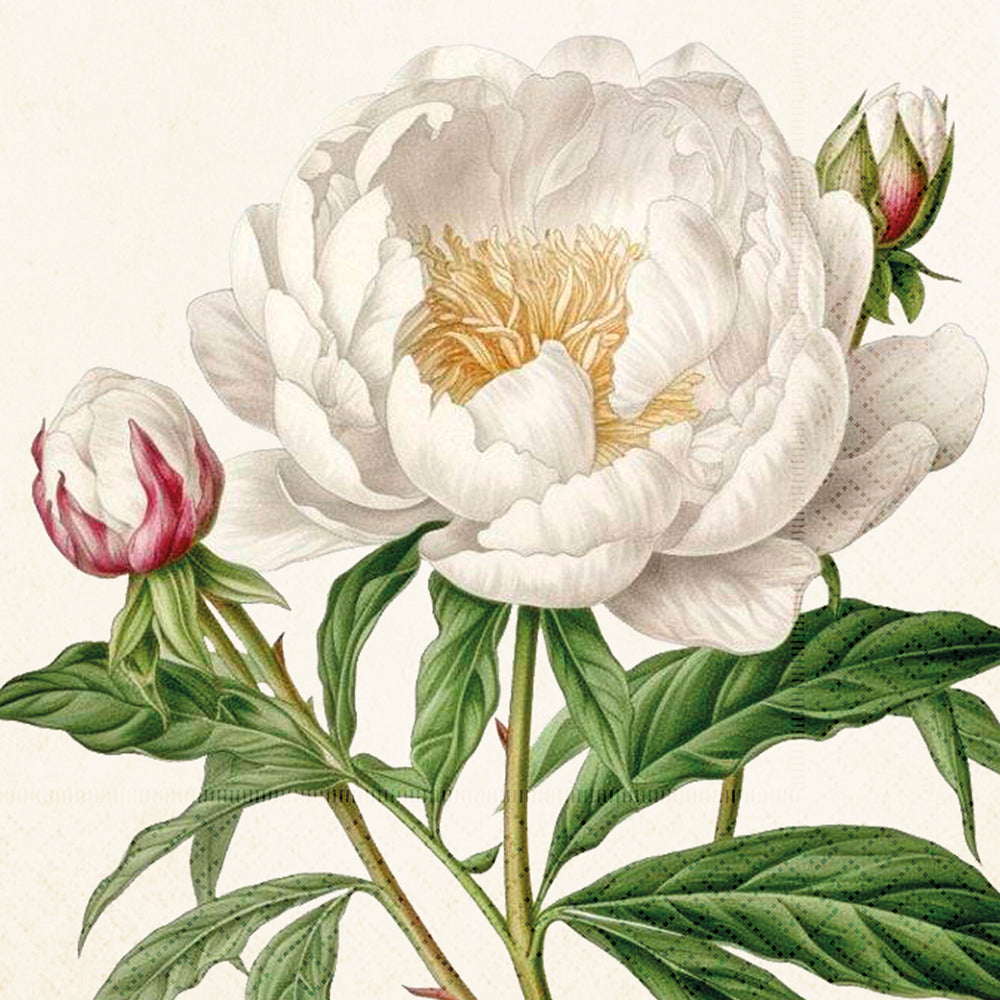 White Peony | 3-ply Lunch Napkins 33cmNapkins by The Danes
