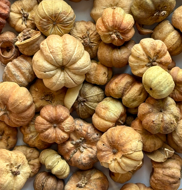 Putka Pods | Dried Mini 'Pumpkin' Decorations - Natural
