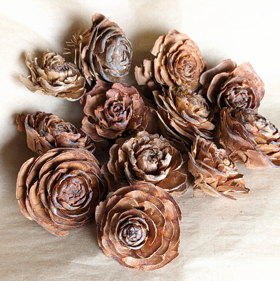 Cedar Rose Pine Cones x 10