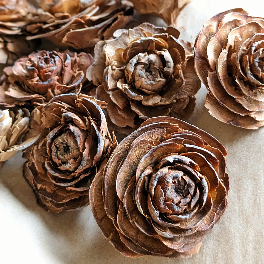 Cedar Rose Pine Cones x 10