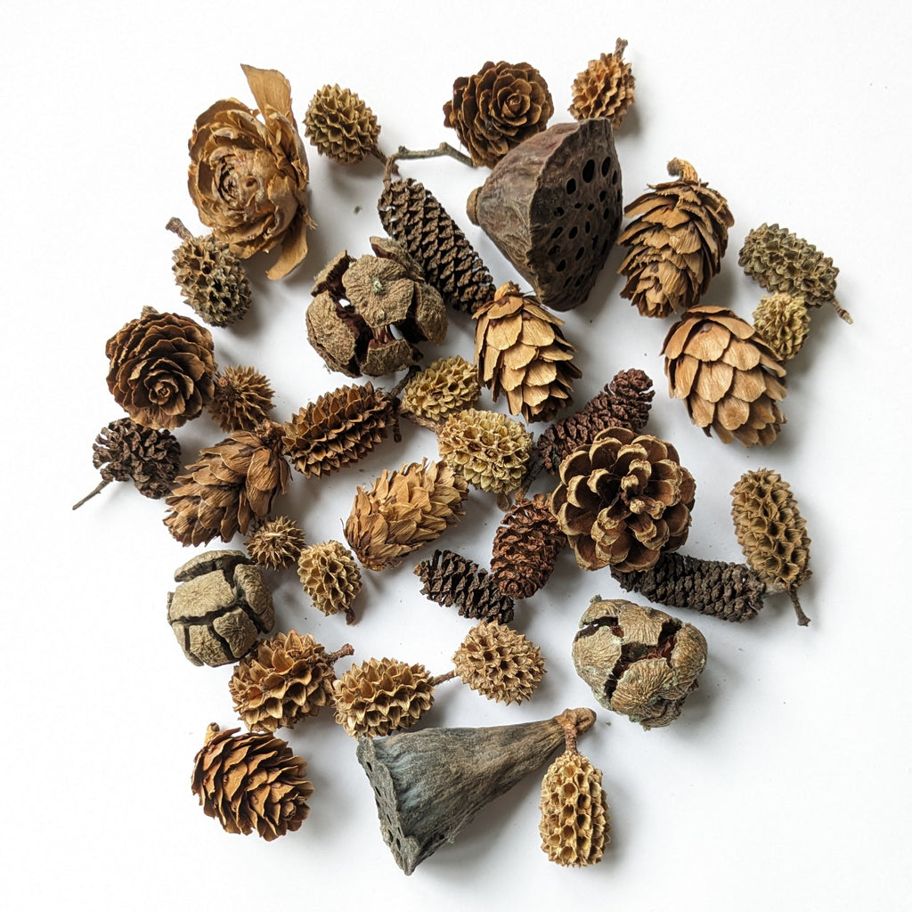 TRADE | Natural Mixed Pine Cones - Small & Mini - Thedanes.co.uk - Creative & Sustainable Living The Scandinavian Way