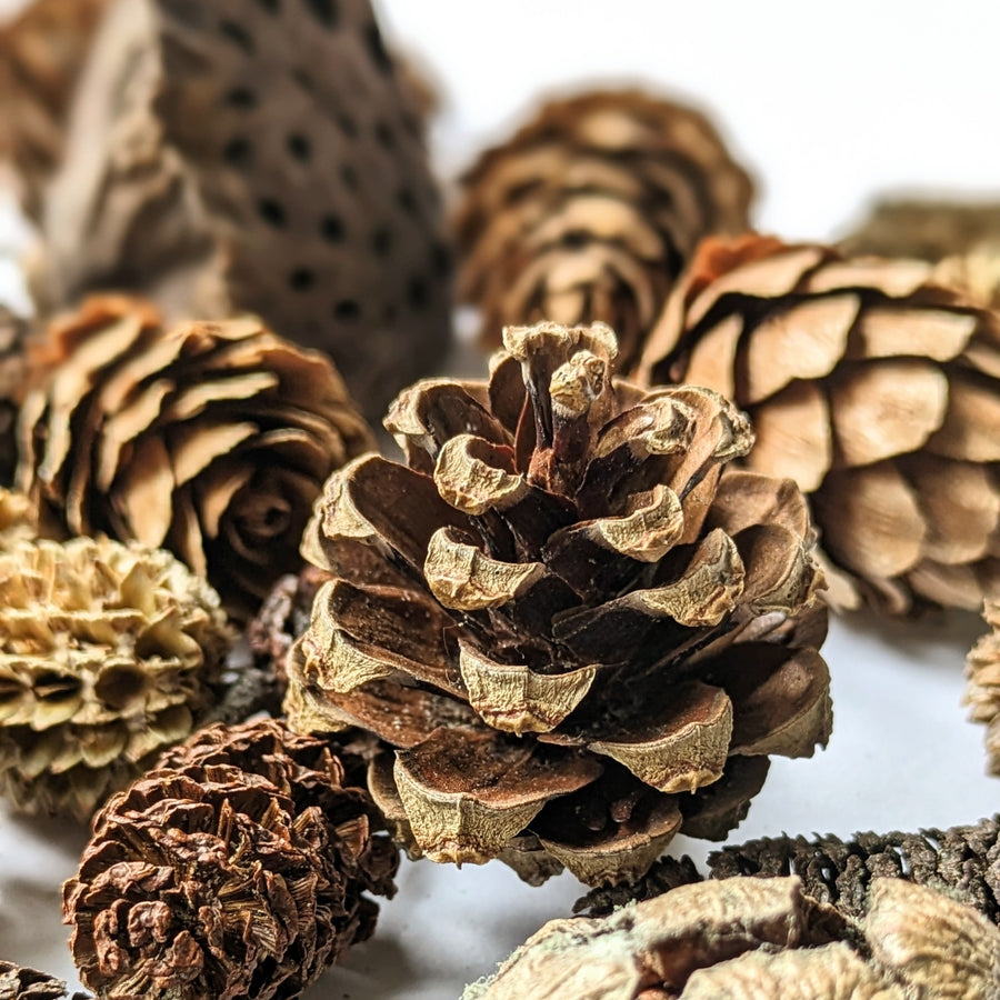 Natural Mixed Pine Cones - Small & Mini