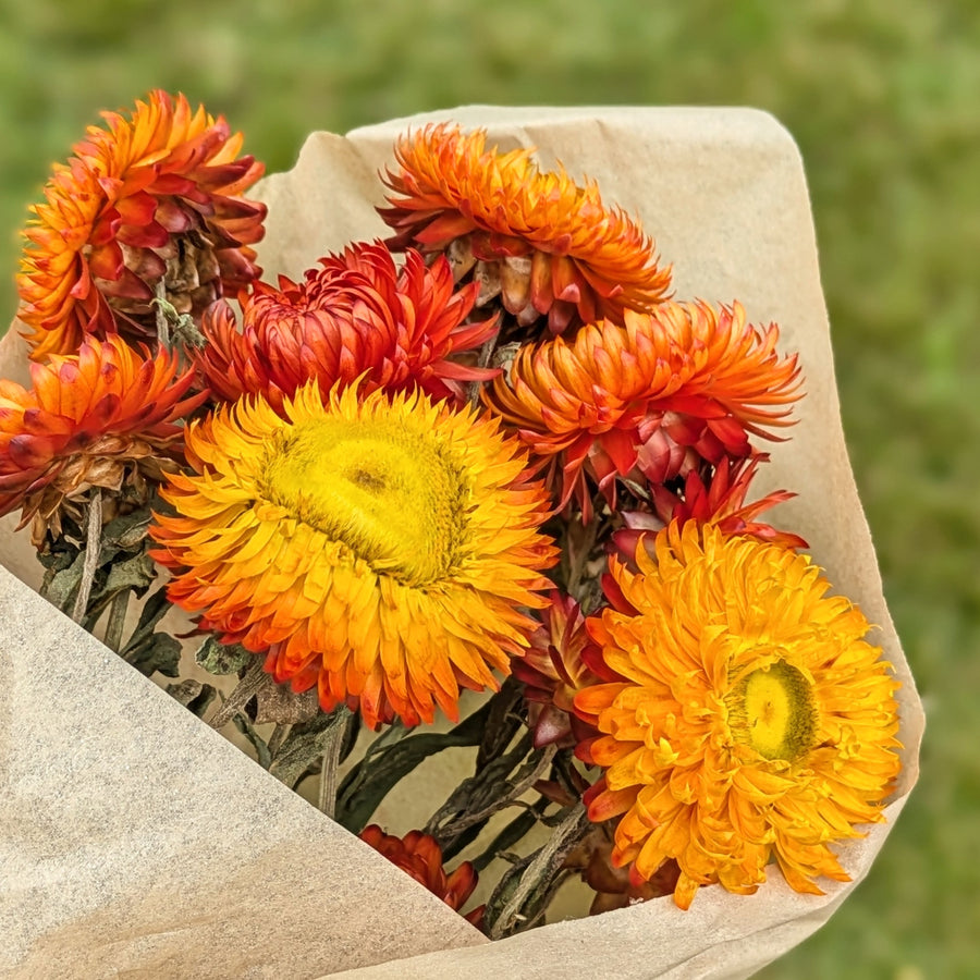 Golden Yellow Dried Flower Bouquets - Assorted Bunches | Mix & Match - Thedanes.co.uk - Creative & Sustainable Living The Scandinavian Way