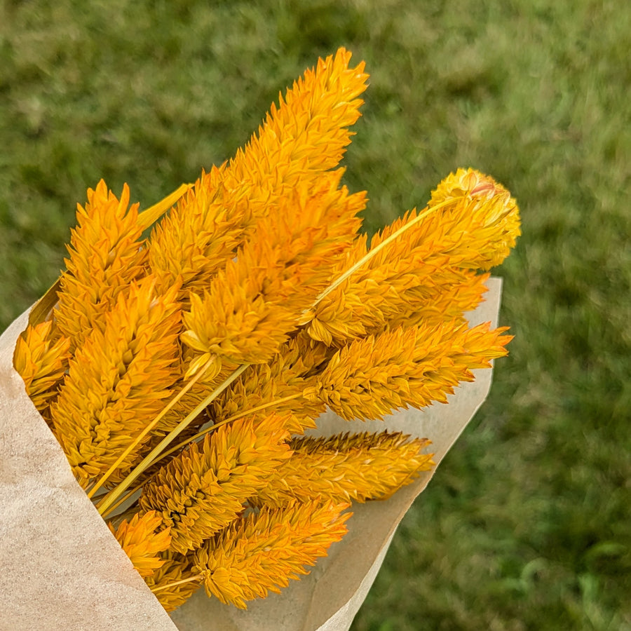 Golden Yellow Dried Flower Bouquets - Assorted Bunches | Mix & Match - Thedanes.co.uk - Creative & Sustainable Living The Scandinavian Way