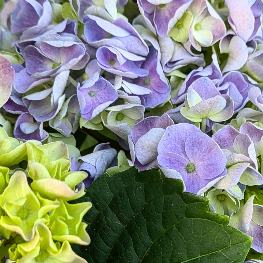 Hydrangea Freudenstein Mophead | Lilac Purple |  5 Stems