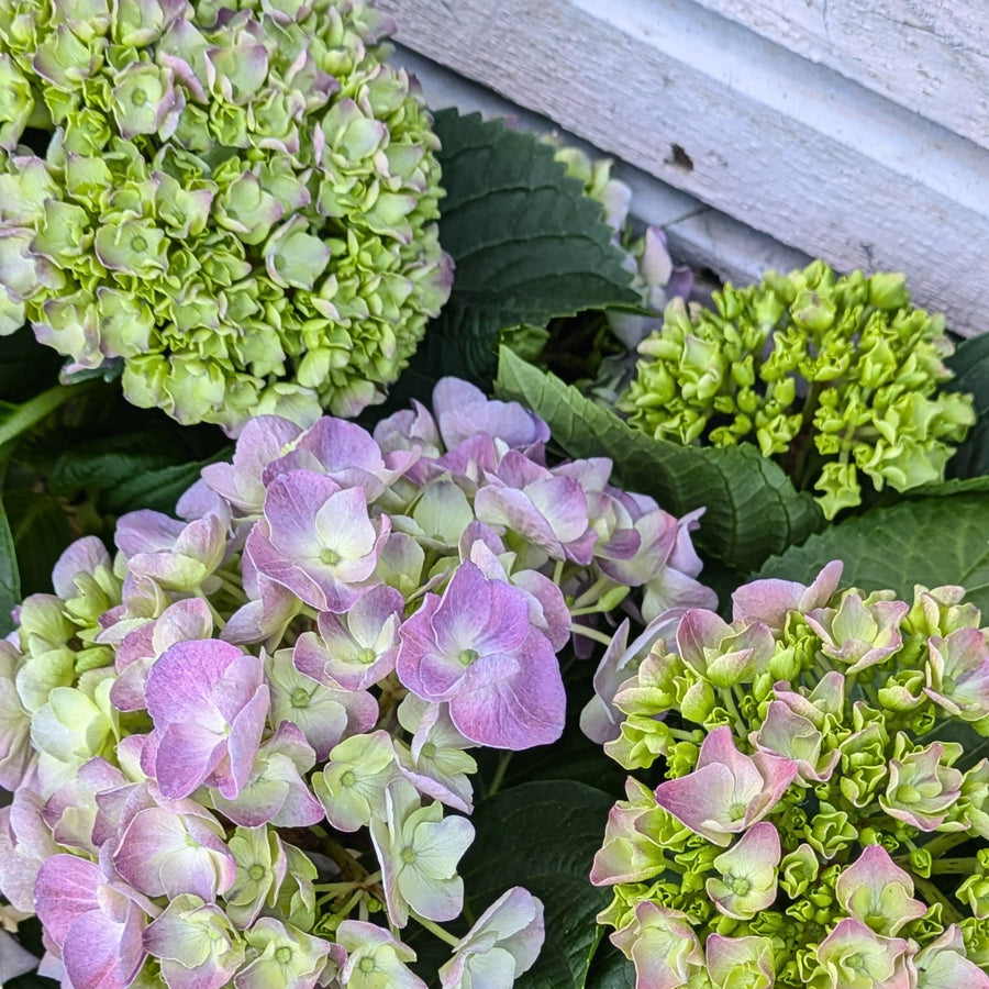 Hydrangea Freudenstein Mophead | Lilac Purple |  5 Stems