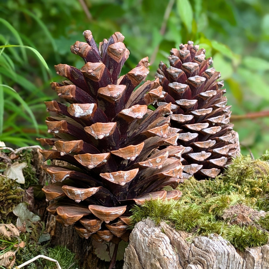 Large Natural Pine Cones x 3