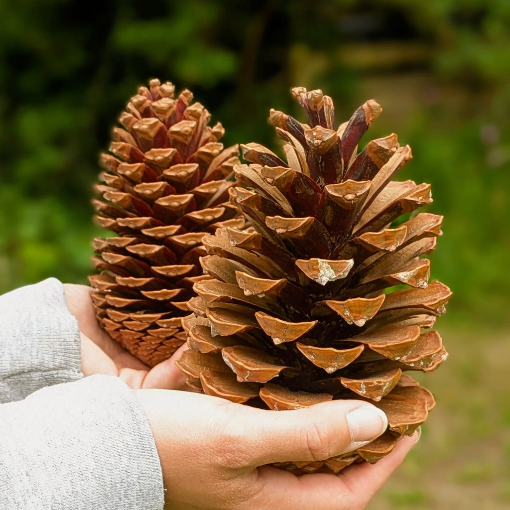 Very Large Natural Pine Cones x 3 - Thedanes.co.uk - Creative & Sustainable Living The Scandinavian Way
