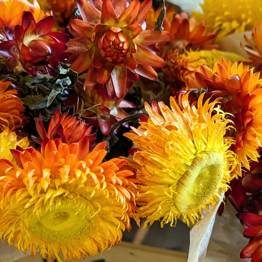 Golden Yellow Dried Flower Bouquets - Assorted Bunches | Mix & Match - Thedanes.co.uk - Creative & Sustainable Living The Scandinavian Way