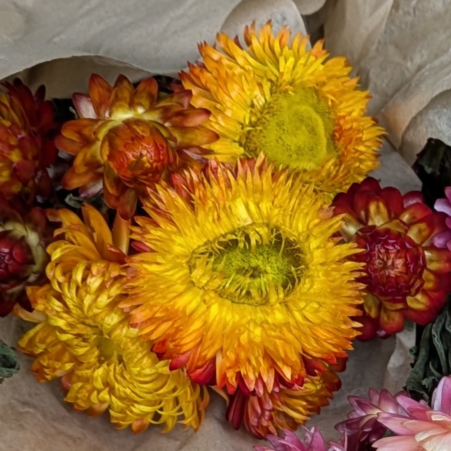 Golden Yellow Dried Flower Bouquets - Assorted Bunches | Mix & Match - Thedanes.co.uk - Creative & Sustainable Living The Scandinavian Way