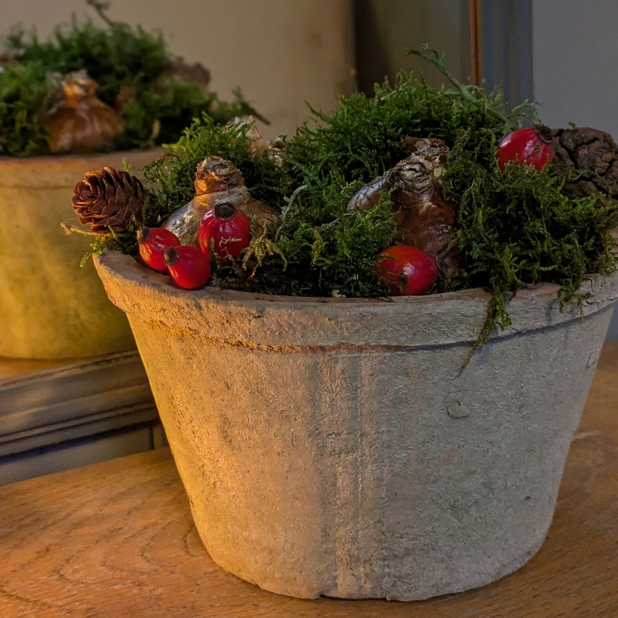 Paperwhite Bulbs In Terracotta Pot Gift - Thedanes.co.uk - Creative & Sustainable Living The Scandinavian Way