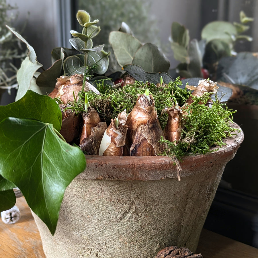 Paperwhite Bulbs In Terracotta Pot Gift - Thedanes.co.uk - Creative & Sustainable Living The Scandinavian Way