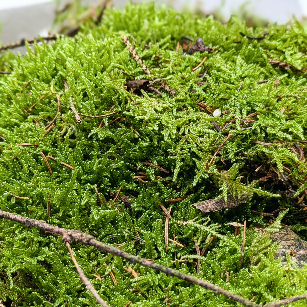 Living Fresh Carpet Moss