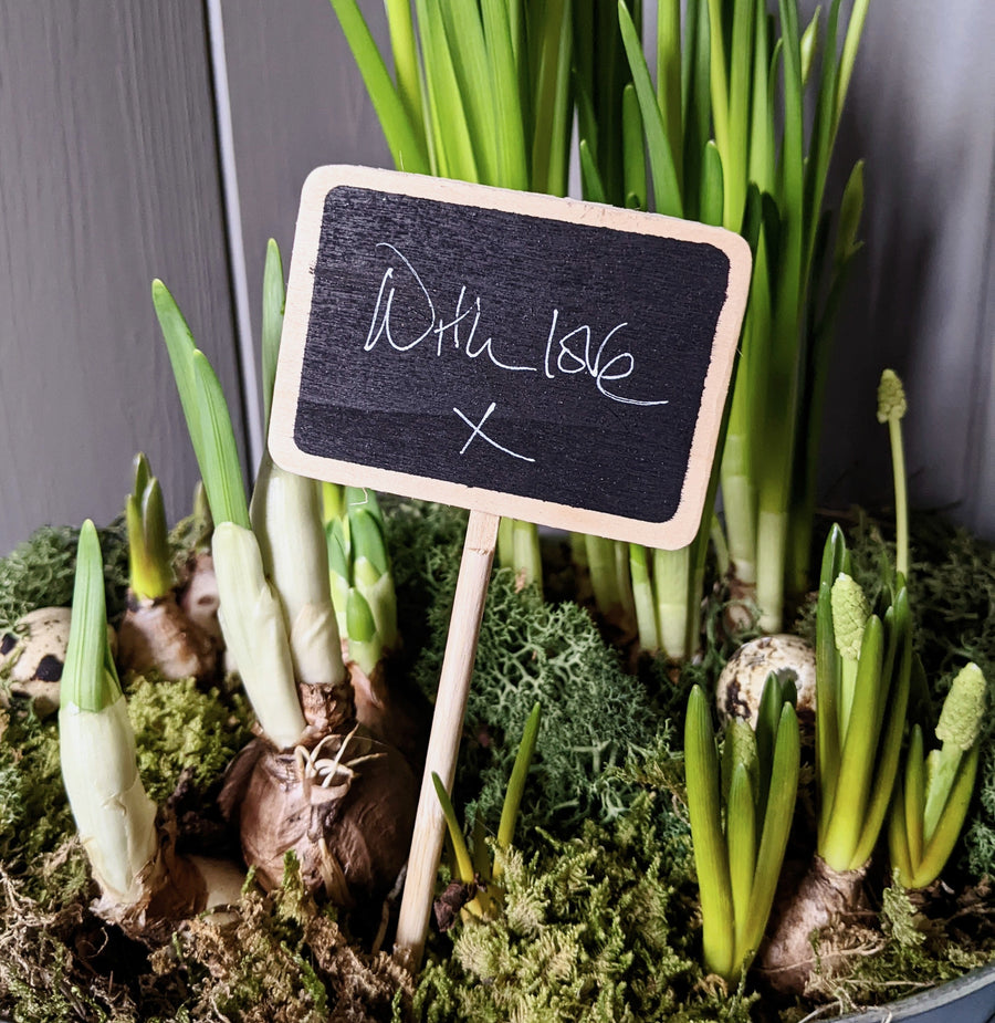 Paperwhites Bulb Planter Display Pack | Gift Set - Thedanes.co.uk - Creative & Sustainable Living The Scandinavian Way