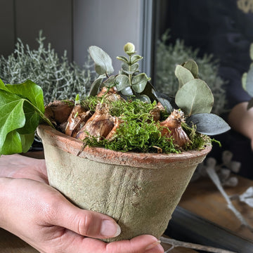 Paperwhite Bulbs In Terracotta Pot Gift - Thedanes.co.uk - Creative & Sustainable Living The Scandinavian Way