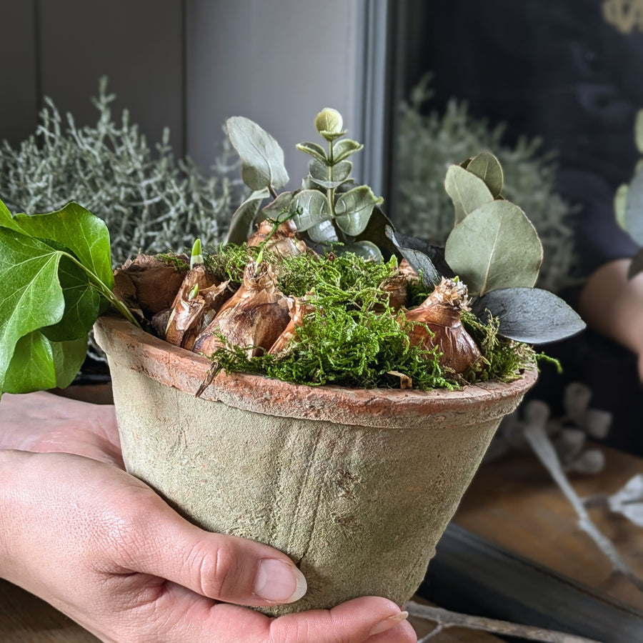 Paperwhite Bulbs In Terracotta Pot Gift - Thedanes.co.uk - Creative & Sustainable Living The Scandinavian Way