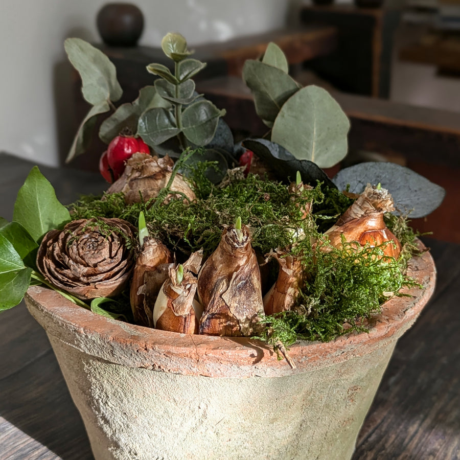 Paperwhite Bulbs In Terracotta Pot Gift - Thedanes.co.uk - Creative & Sustainable Living The Scandinavian Way