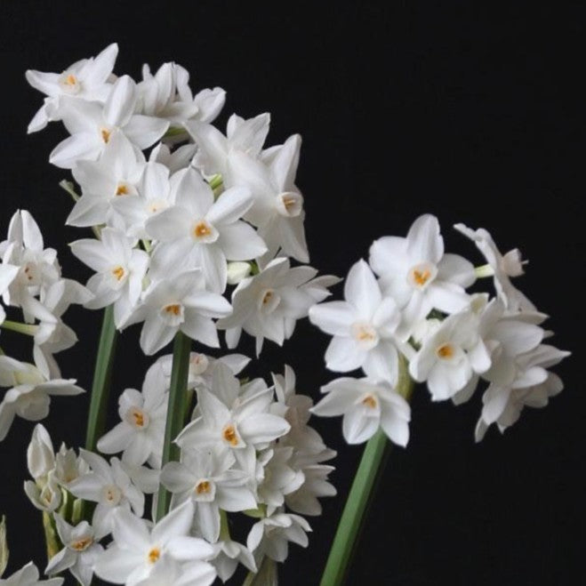 Paperwhites Bulb Planter Display Pack | Gift Set - Thedanes.co.uk - Creative & Sustainable Living The Scandinavian Way