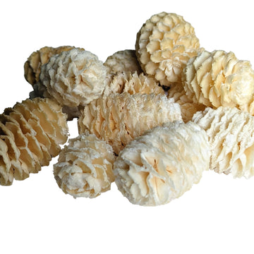 Sabulosum Cones | Bleached - Thedanes.co.uk - Creative & Sustainable Living The Scandinavian Way