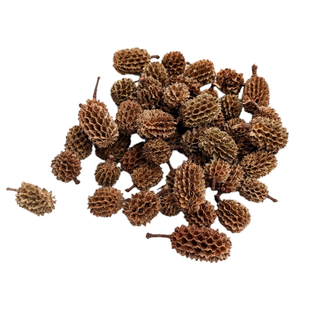 Casuarina Cones 50g - Thedanes.co.uk - Creative & Sustainable Living The Scandinavian Way