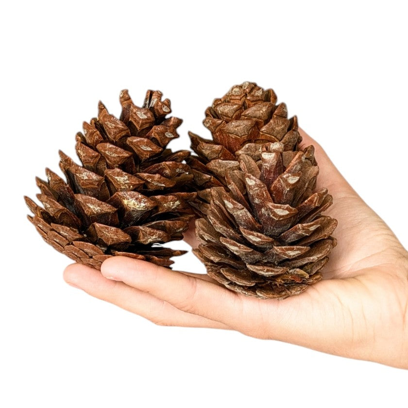 Halepensis Pine Cones 8-11cm | 8 Pieces - Thedanes.co.uk - Creative & Sustainable Living The Scandinavian Way