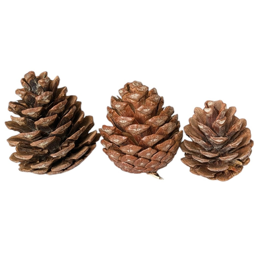 Halepensis Pine Cones 8-11cm | 8 Pieces - Thedanes.co.uk - Creative & Sustainable Living The Scandinavian Way