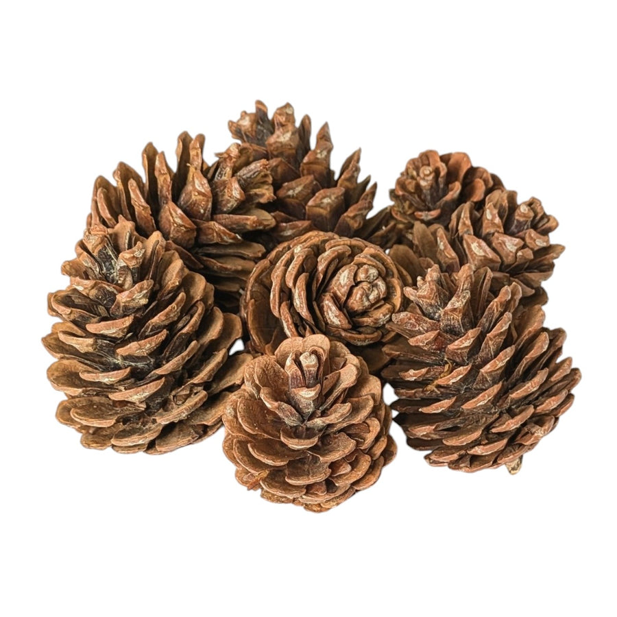 Halepensis Pine Cones 8-11cm | 8 Pieces - Thedanes.co.uk - Creative & Sustainable Living The Scandinavian Way