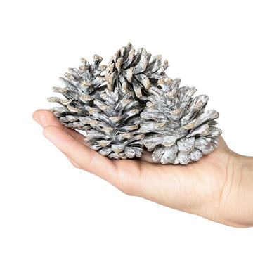 White Washed Pine Cones 5-8cm | 12 Pieces - Thedanes.co.uk - Creative & Sustainable Living The Scandinavian Way