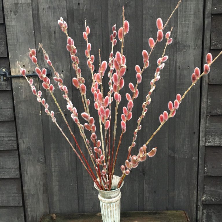 Pink Pussy Willow - Fresh Locally Cut Stems - Thedanes.co.uk - Creative & Sustainable Living The Scandinavian Way