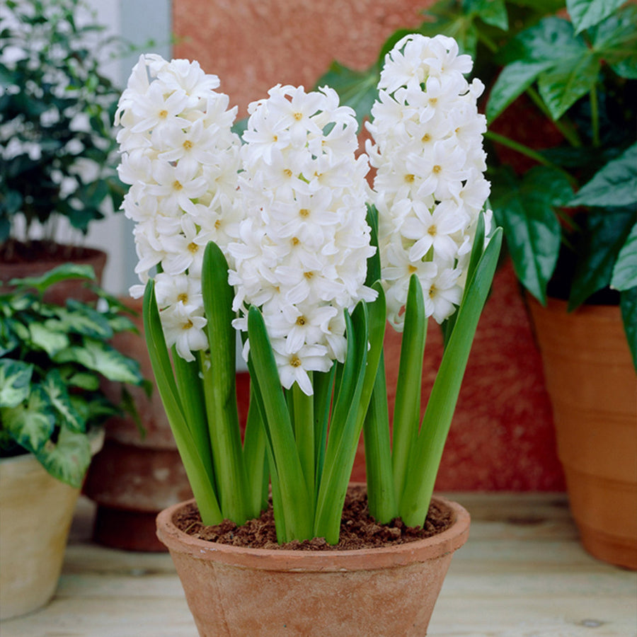 White Hyacinth Bulbs Prepared | White x 3 - Thedanes.co.uk - Creative & Sustainable Living The Scandinavian Way