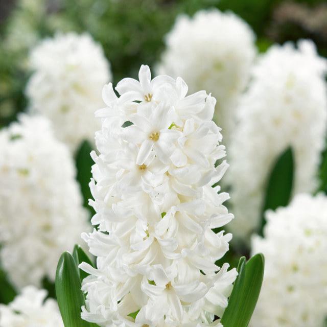 White Hyacinth Bulbs Prepared | White x 3 - Thedanes.co.uk - Creative & Sustainable Living The Scandinavian Way