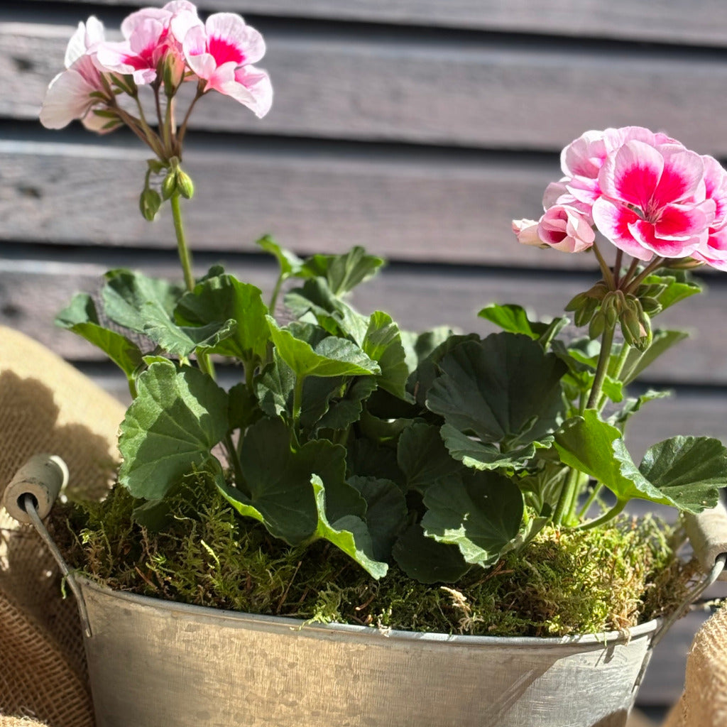 Pink Geranium | In Zinc Potted Planter - Thedanes.co.uk - Creative & Sustainable Living The Scandinavian Way