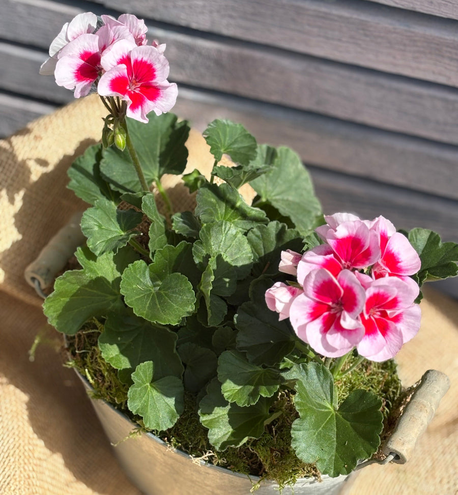 Fresh Pink Geranium | In Zinc Pot Planter – The Danes
