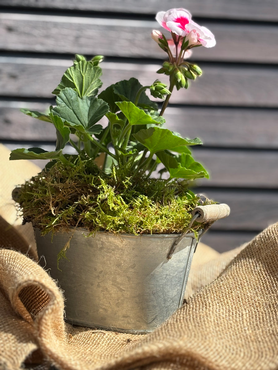 Fresh Pink Geranium | In Zinc Pot Planter – The Danes