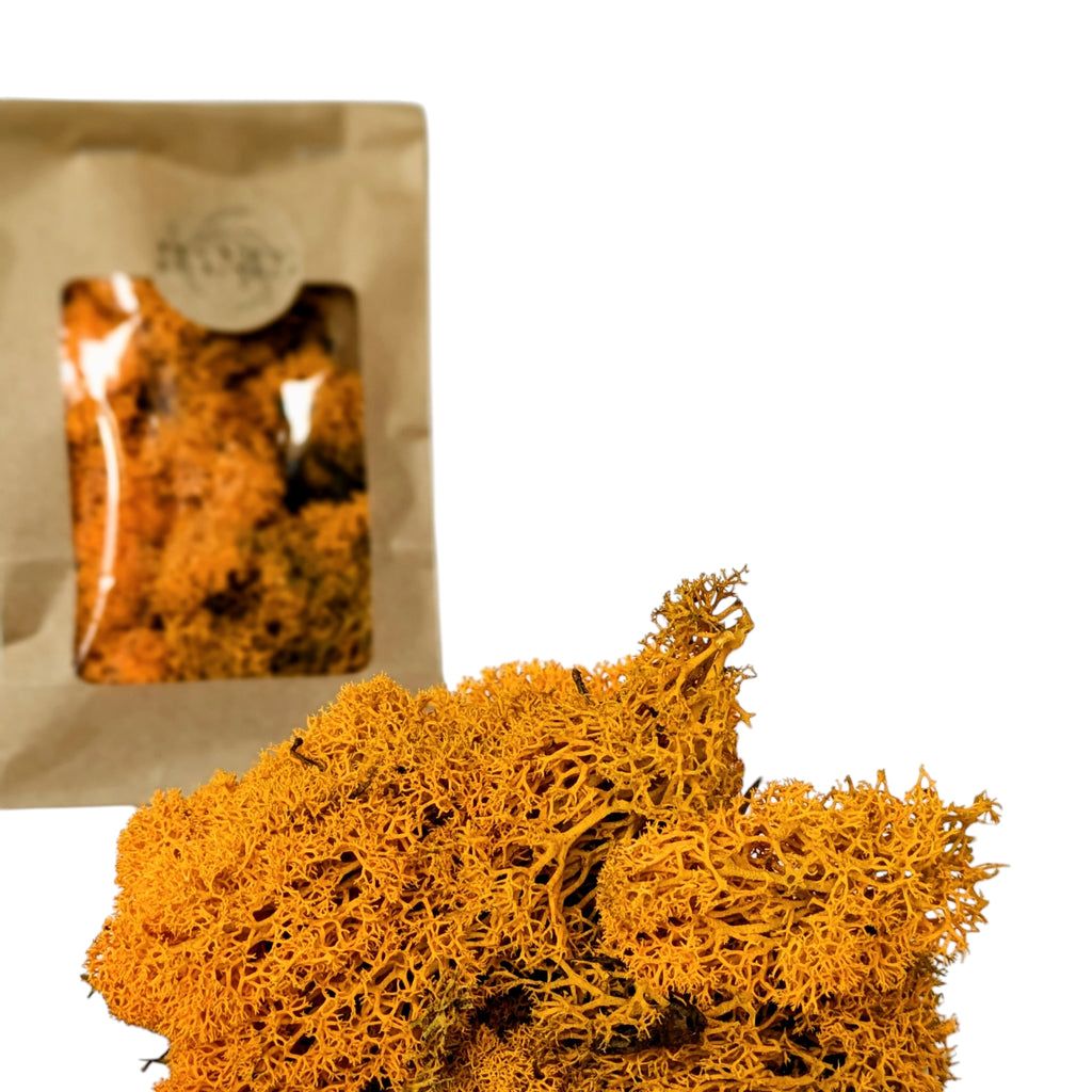 Orange Reindeer Floristry Moss - Thedanes.co.uk - Creative & Sustainable Living The Scandinavian Way