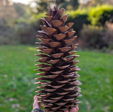 Natural Sugar Pine Cone | 25-30cm Mega Pine Cone - Thedanes.co.uk - Creative & Sustainable Living The Scandinavian Way
