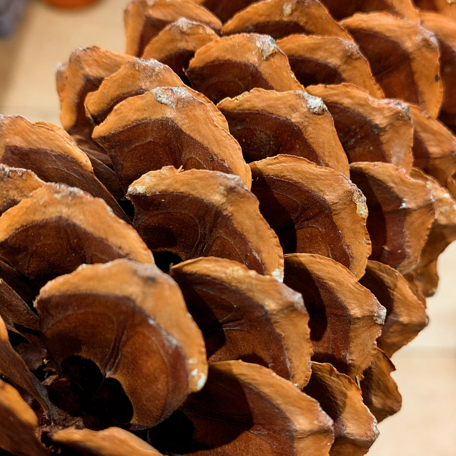 Natural Sugar Pine Cone | 25-30cm Mega Pine Cone - Thedanes.co.uk - Creative & Sustainable Living The Scandinavian Way