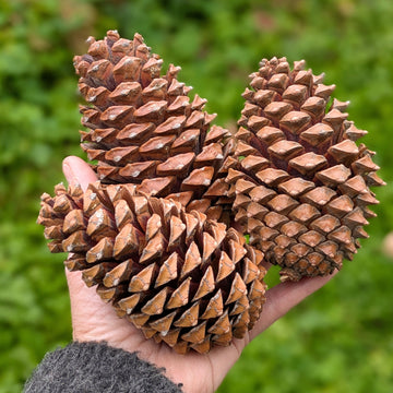 10cm Large Natural Pine Cones | Set of 3 - Thedanes.co.uk - Creative & Sustainable Living The Scandinavian Way