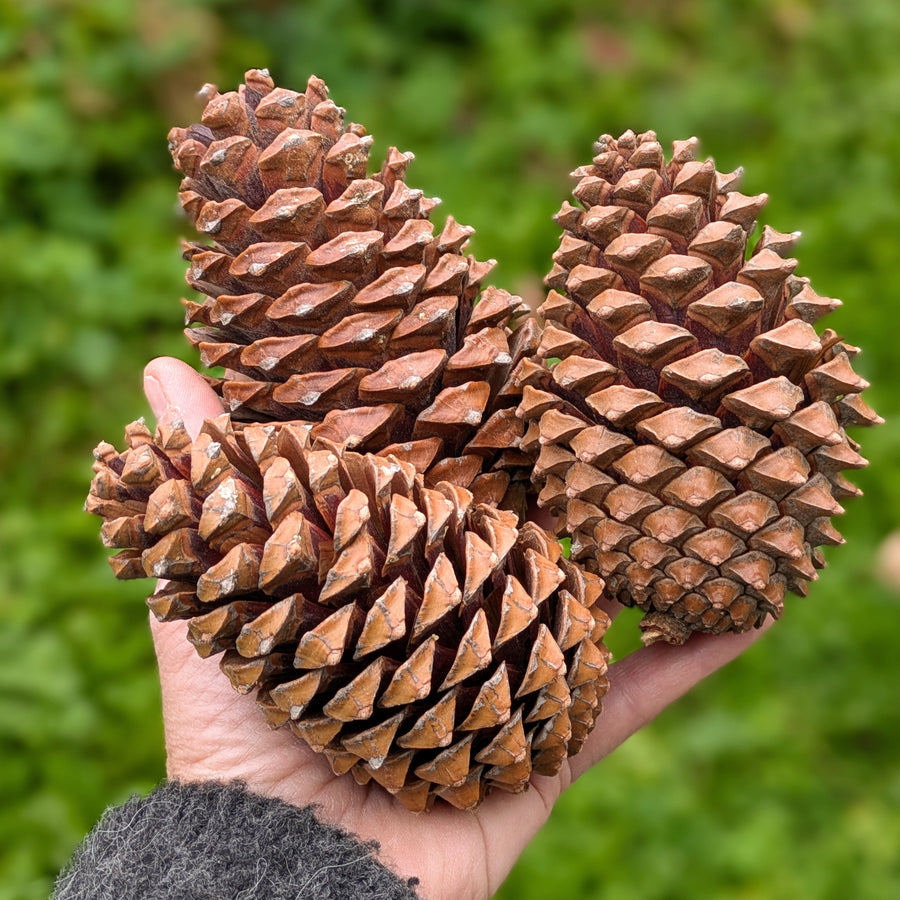 10cm Large Natural Pine Cones | Set of 3 - Thedanes.co.uk - Creative & Sustainable Living The Scandinavian Way